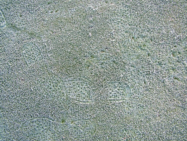 Frost Footprints2