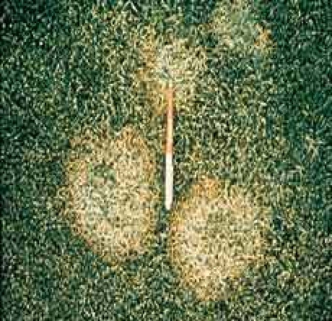 Facts about Fusarium Patch