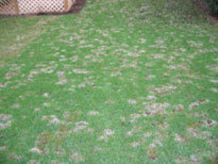 Fusarium – Thousands of lawns affected