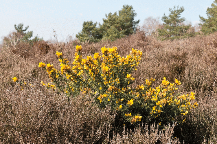 Gorse FreeStock Sussex