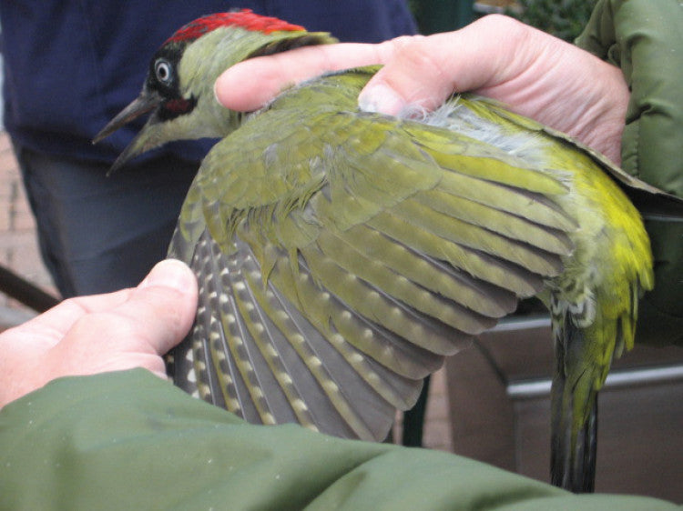 GreenWoodpecker