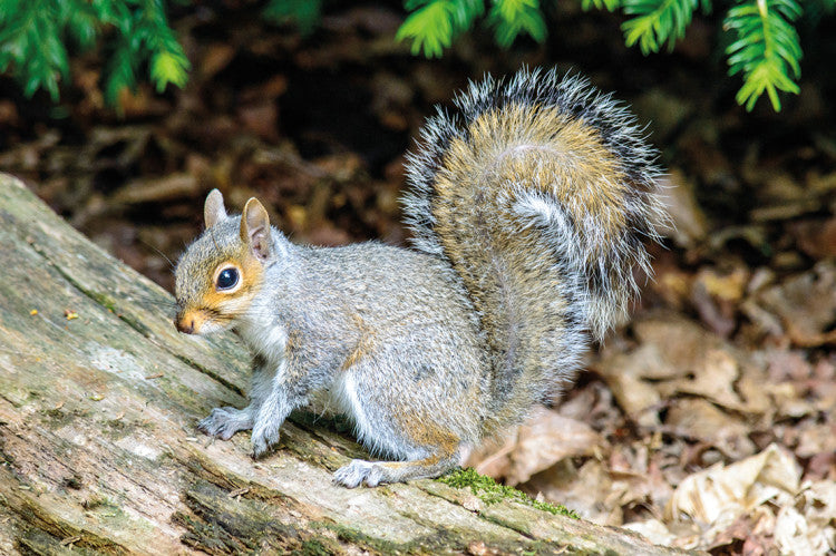 GreySquirrel3 RGBStock