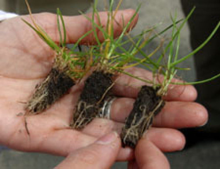 Breeding Grass Seed