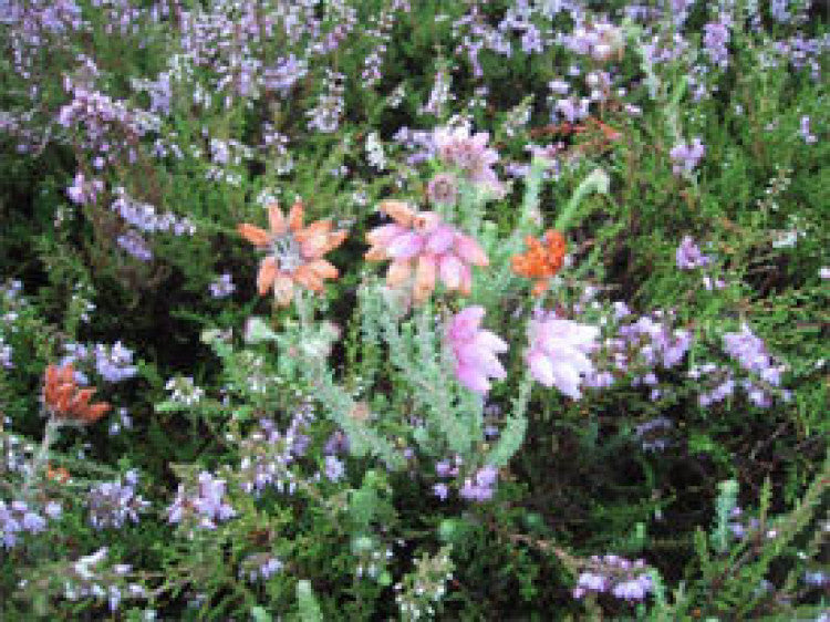 Grass Control in Heather