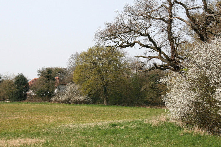 Hedgerows AncientHedge