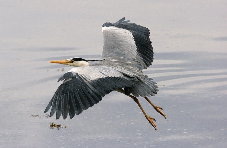 Heron