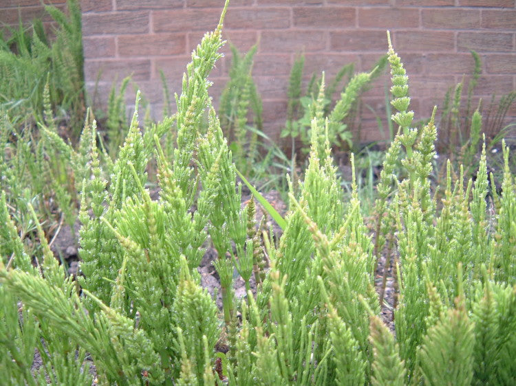 Horsetail emerging in early May