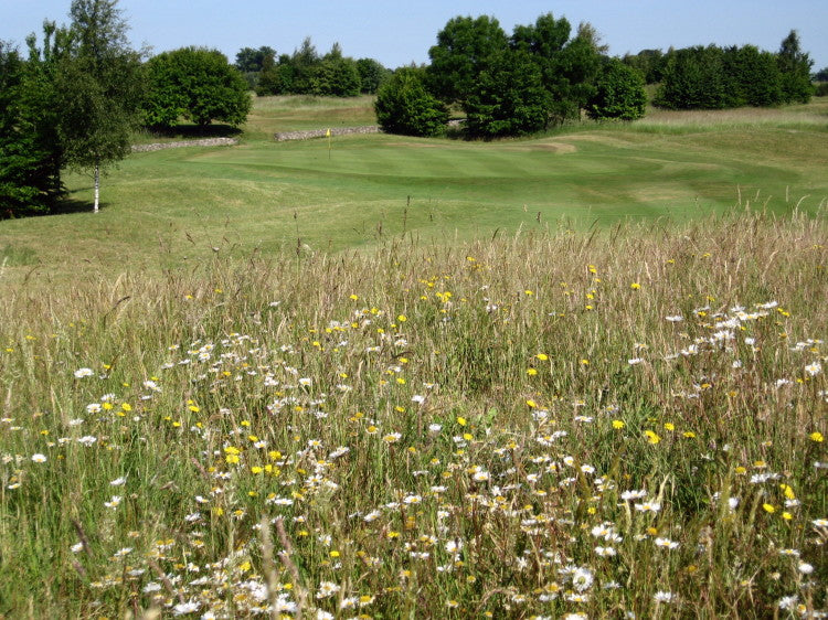 IMG_9426  Wildflowers in rough on 12th Cherington  Minchinhampton.jpg