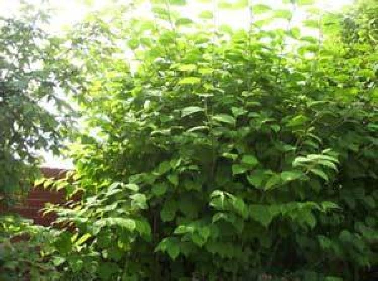 Weed of the Week: Japanese knotweed  Fallopia japonica