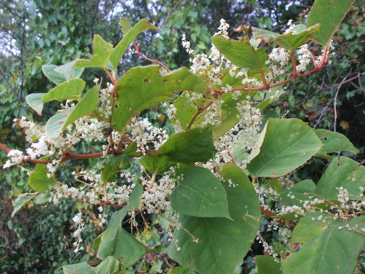 Japanese Knotweed