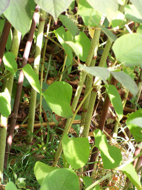 Japanese Knotweed