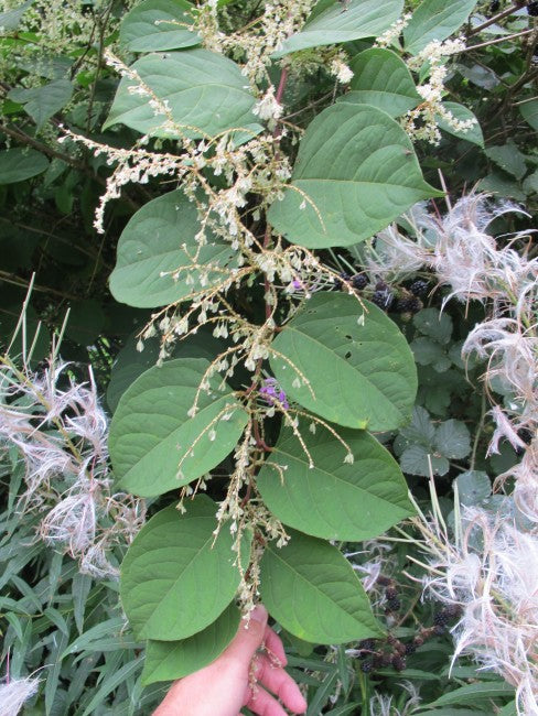 Japanese Knotweed