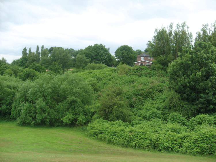 JapaneseKnotweed OnGolfCourse