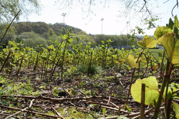 JapaneseKnotweed