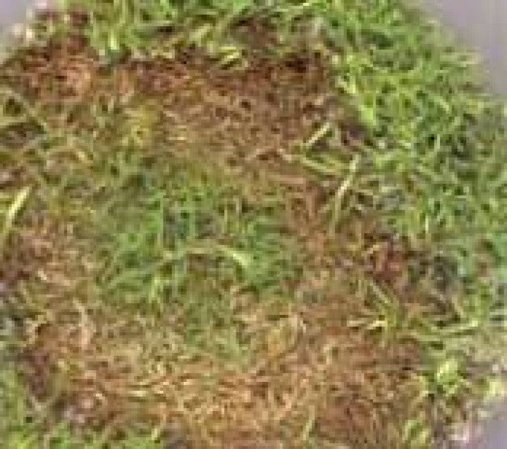 Turfgrass Diseases – What’s around now?