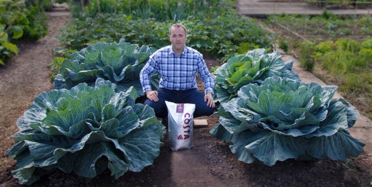 Kevin Fortey   Giant coffee cabbages 4