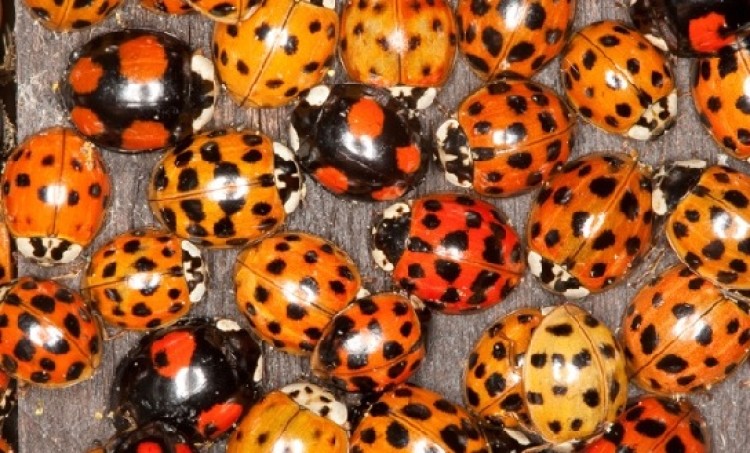 ladybirds