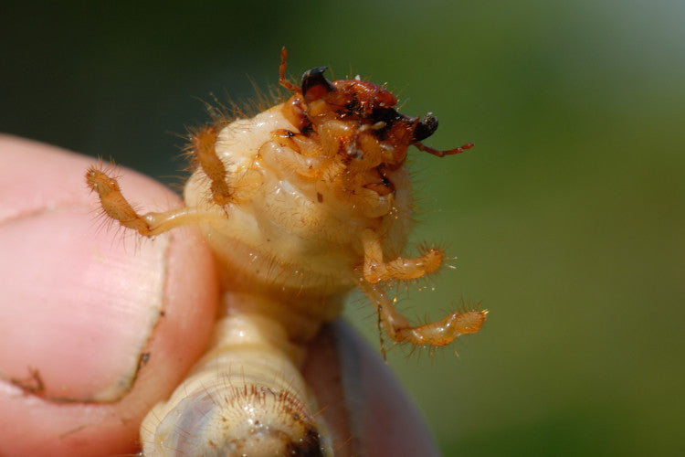 Large chafer grub if left uncontrolled.jpg