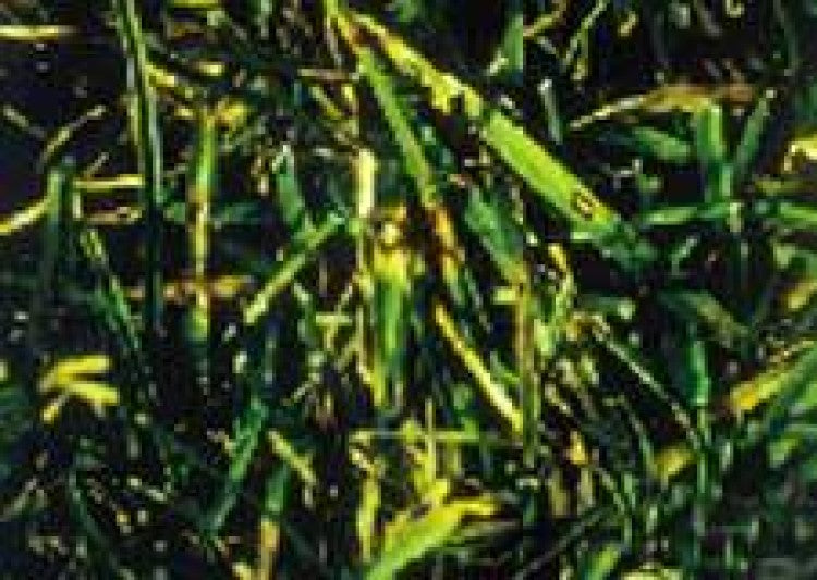 Facts about Leaf Spot and Melting out Disease