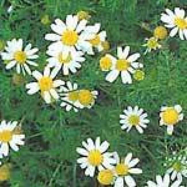 Weed of the Week: Mayweed Anthemis cotula