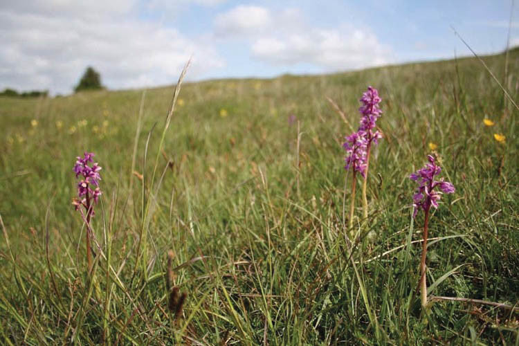 Minchinhampton Orchids