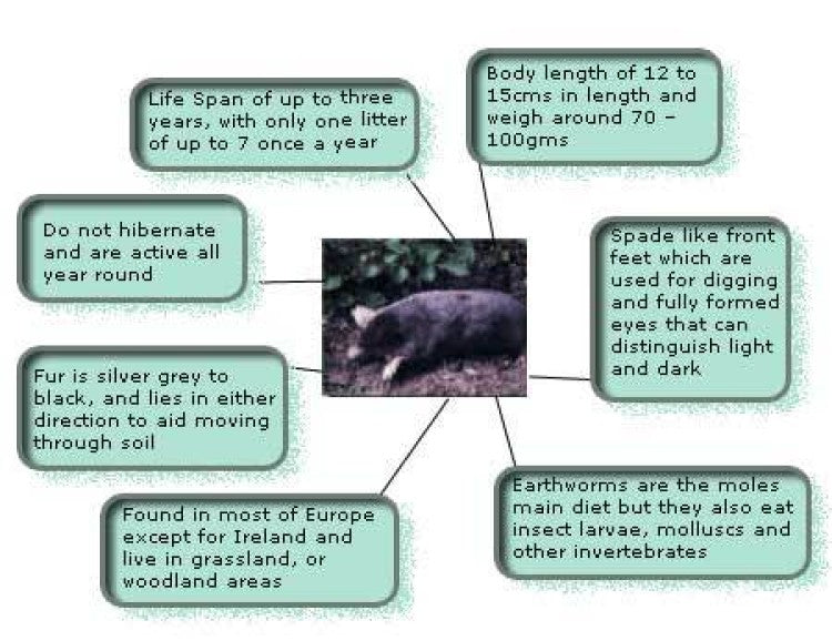 Control of moles on Sports Pitches