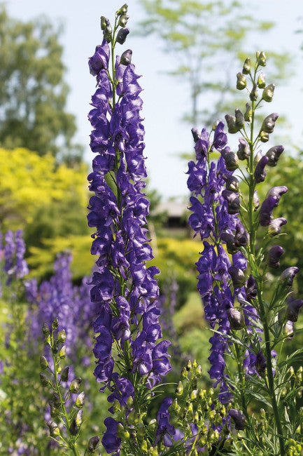 Monkshood Stock1