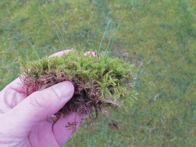 Moss CloseUp Hand