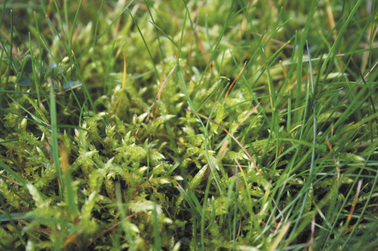 Moss CloseUp2