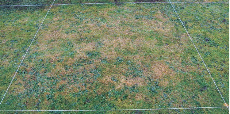 Moss treated with Mogeton