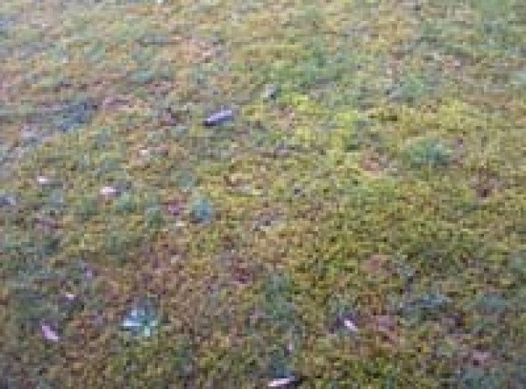 Facts about Algae & Moss on Sports Surfaces