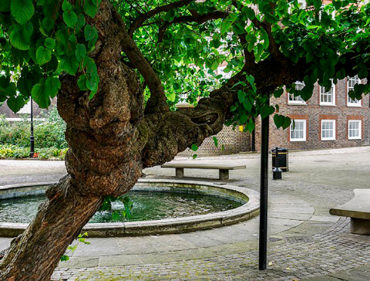 Mulberry Trees