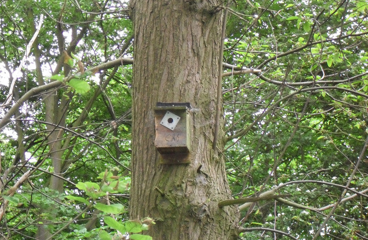 nestbox