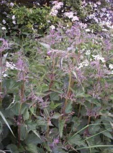 Weed of the Week: Common Nettle (stinging) Urtica dioica L.