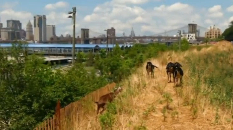 NewYorkGoats