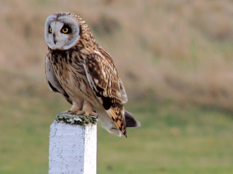 Owl at Montrose GC.jpg