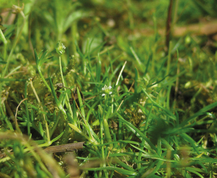 Pearlwort sagina procumbens 2