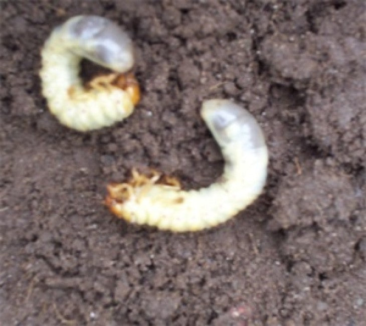 Pests: The Chafer Grub