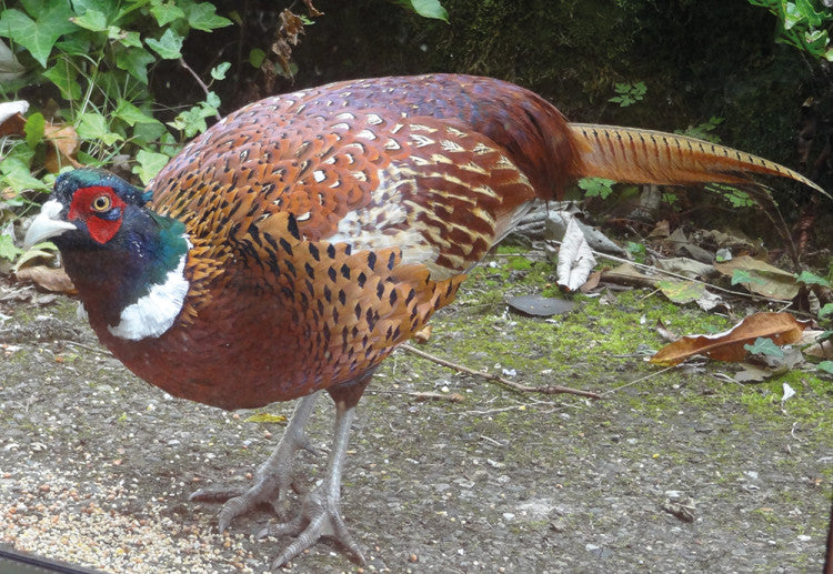 Pheasants-close John-Handley