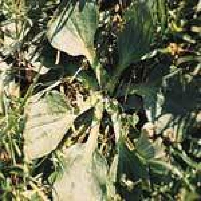 Weed of the week-Broadleaf Plantain