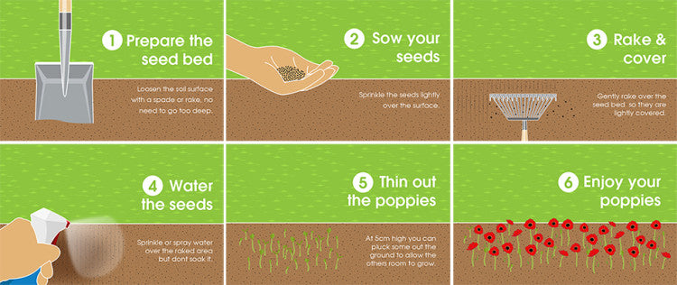 Poppy all diagram