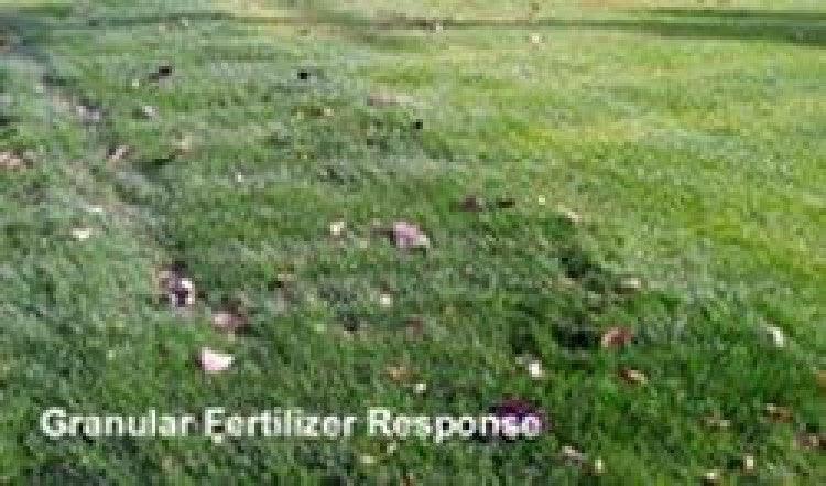 Using granular or liquid fertilisers