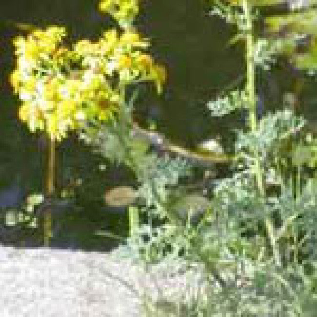 Weed of the Week: Common Ragwort  Senecio jacobaea L.