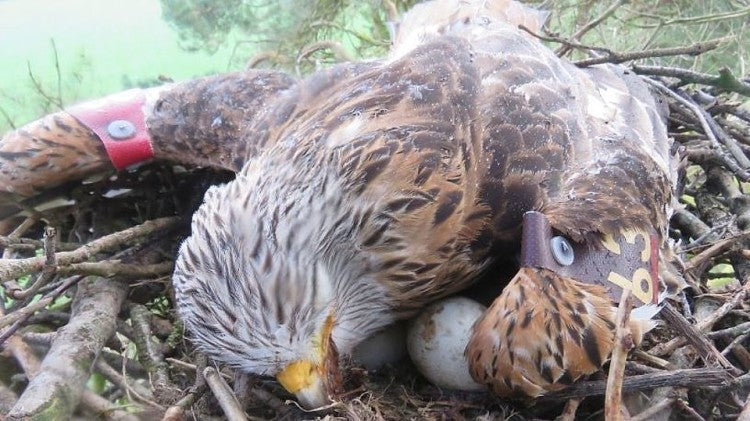 Red Kites