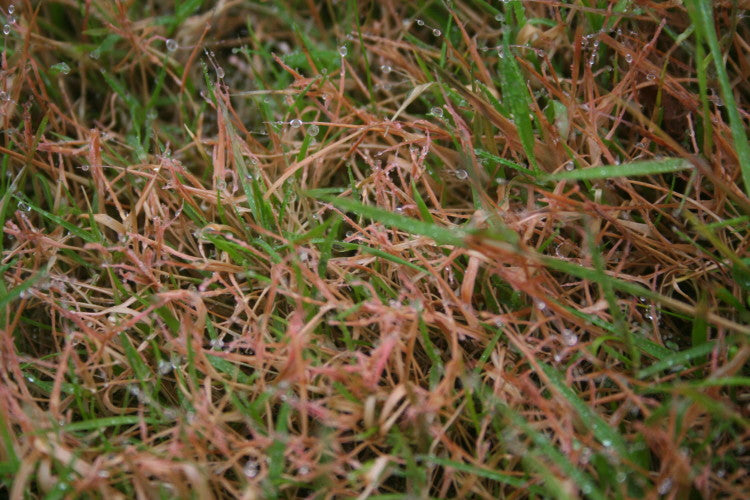 Red thread spores  (3)