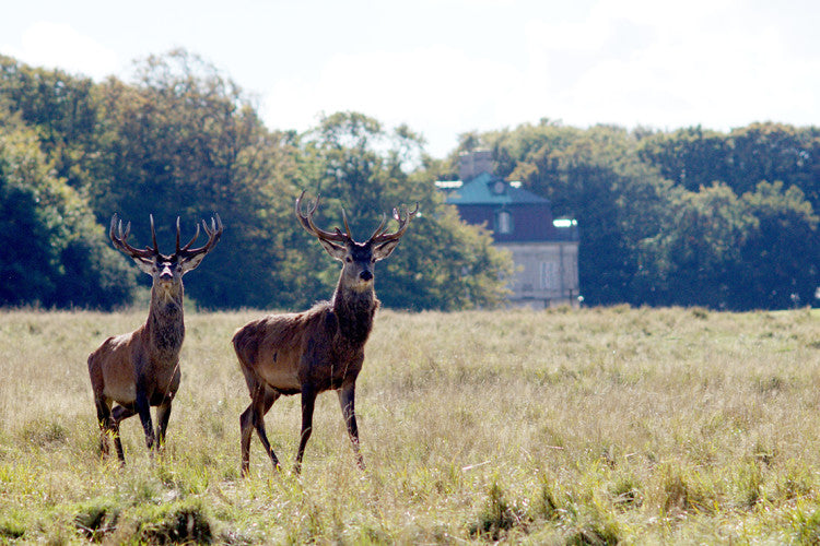 RedDeer FreeStockjpg