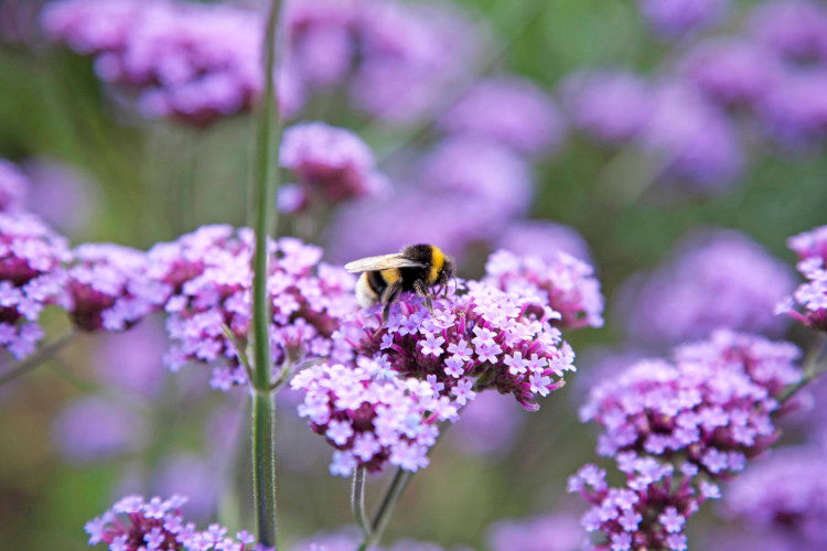 RS10100 cuckoo bumble bee1