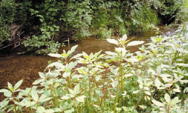 Aquatic and Riparian Weeds - The war on weeds in water