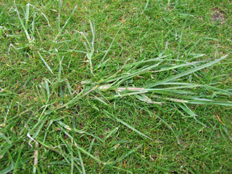 Ryegrass in Fescue