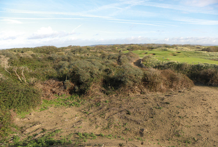 Seabuckthorn_Burnham-and-Berrow.jpg